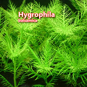 Hygrophila balsamica